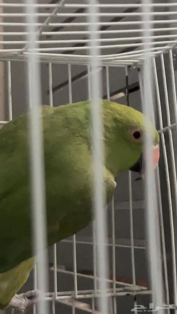 طير درة ببغاء 1