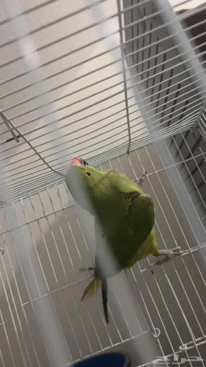 طير درة ببغاء 2