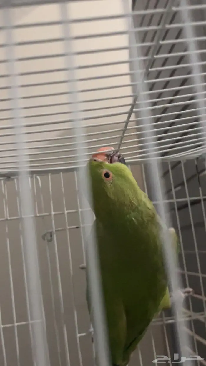 طير درة ببغاء 3