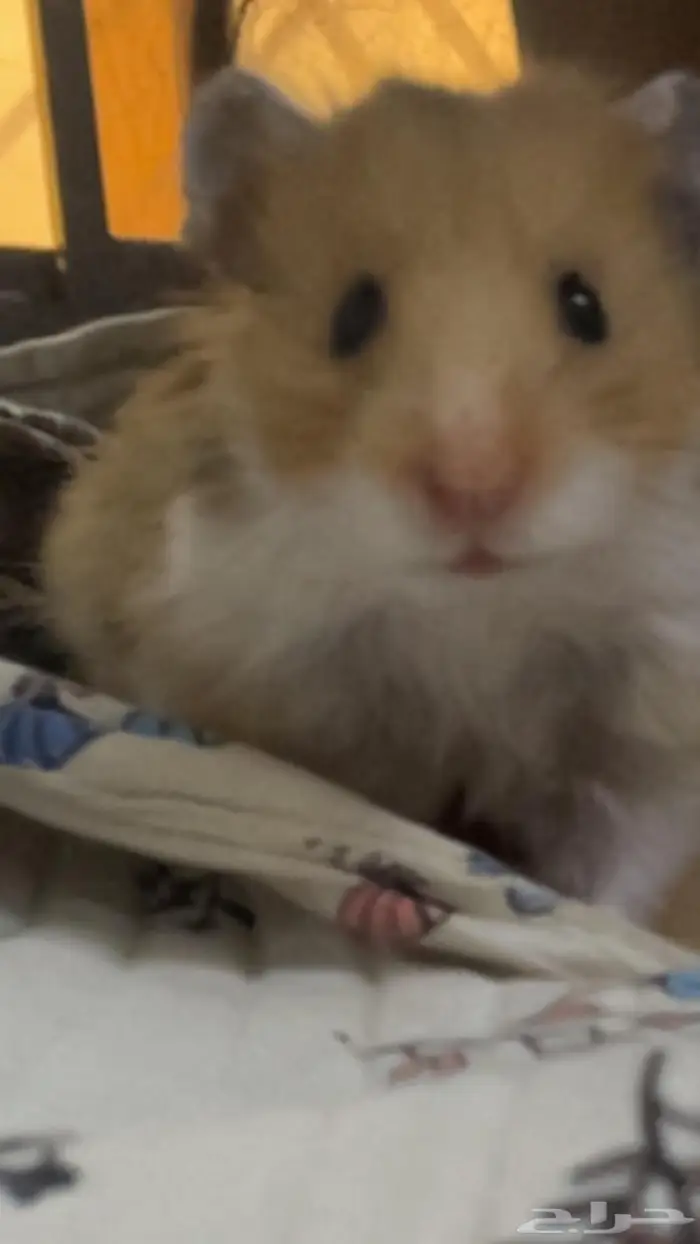 هامستر سوري انثى 1