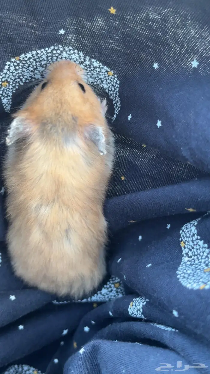 هامستر سوري انثى 2