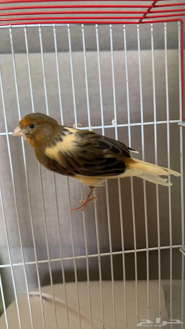 بكج طيور روز و كناري 2