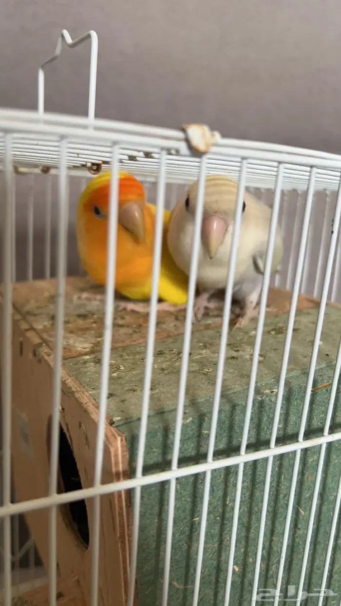 بكج طيور روز و كناري 0