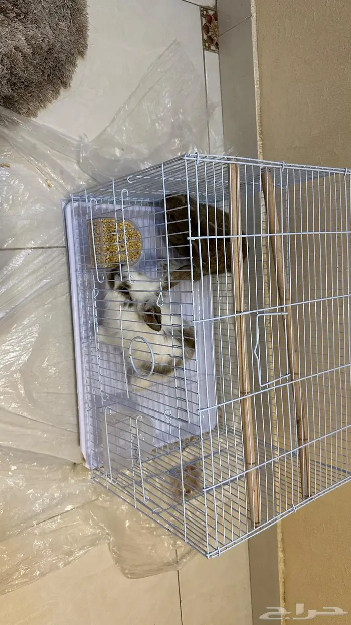 ارانب للبيع 2