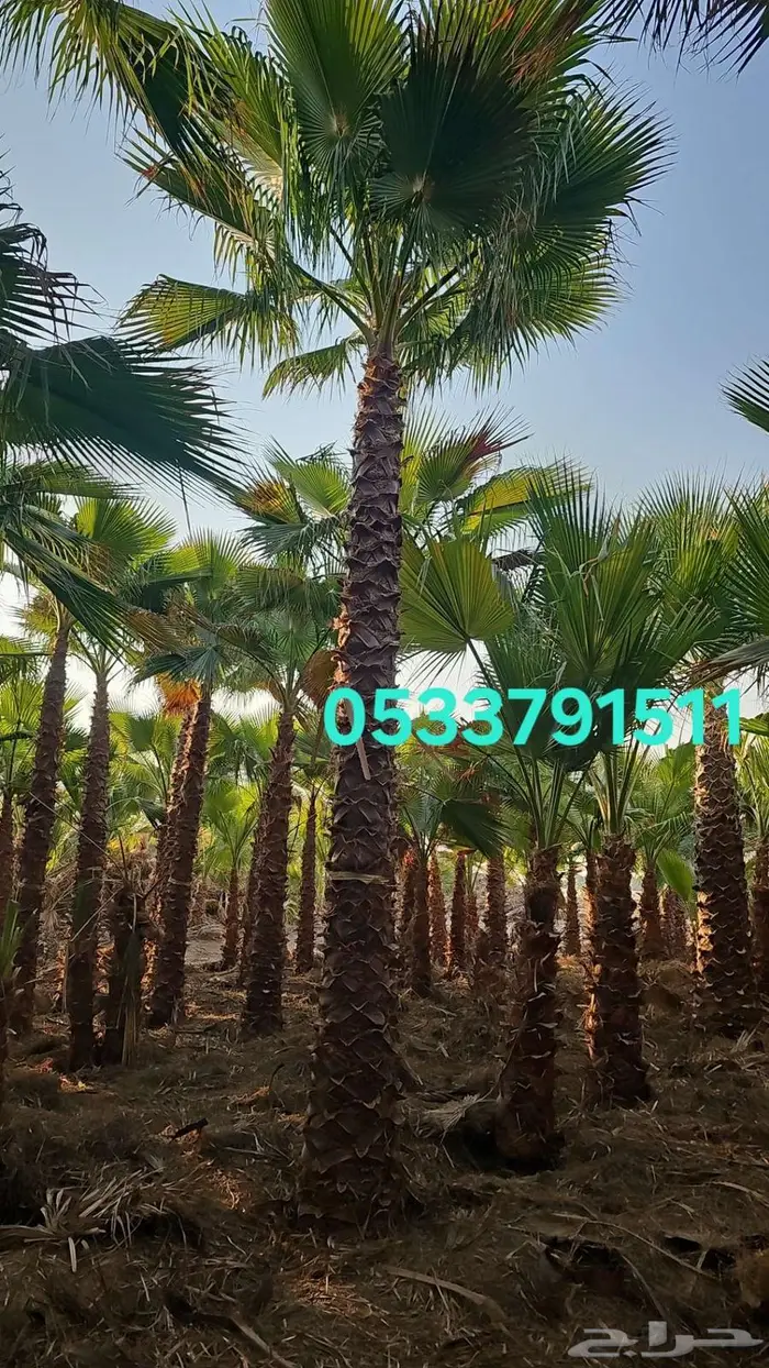 نخل واشنطني 5