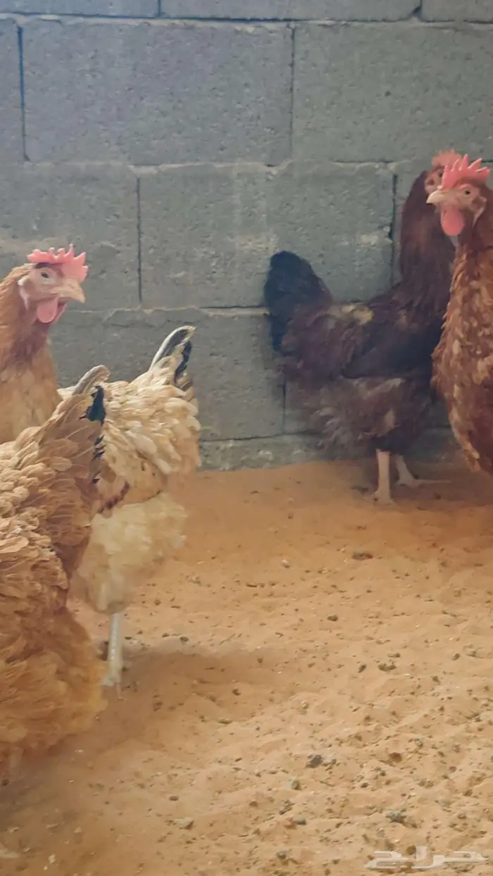 دجاج تكساس اللاحم 1