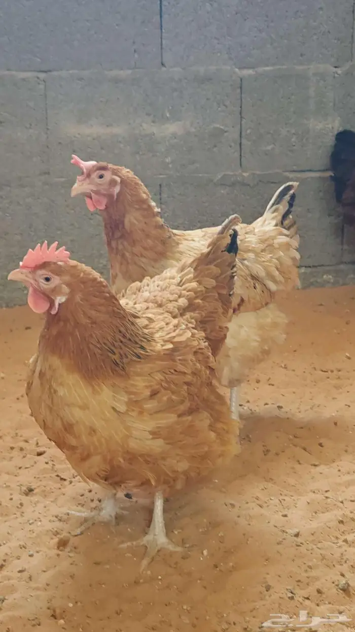 دجاج تكساس اللاحم 2