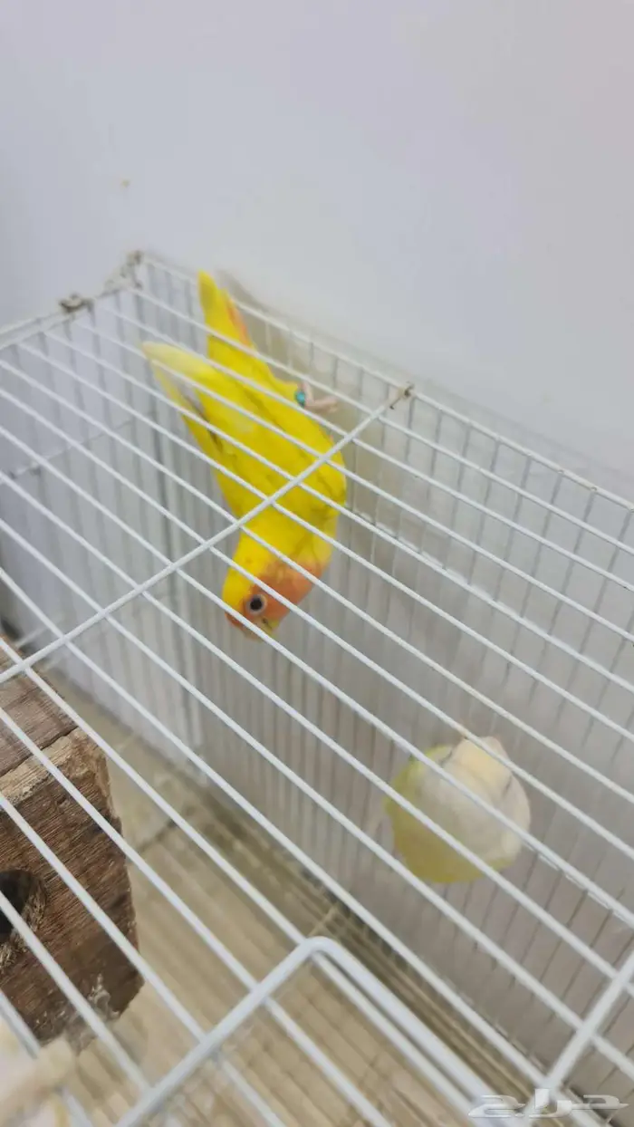 روز متزاوج بياض للبيع 4