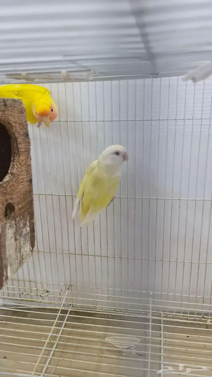 روز متزاوج بياض للبيع 0