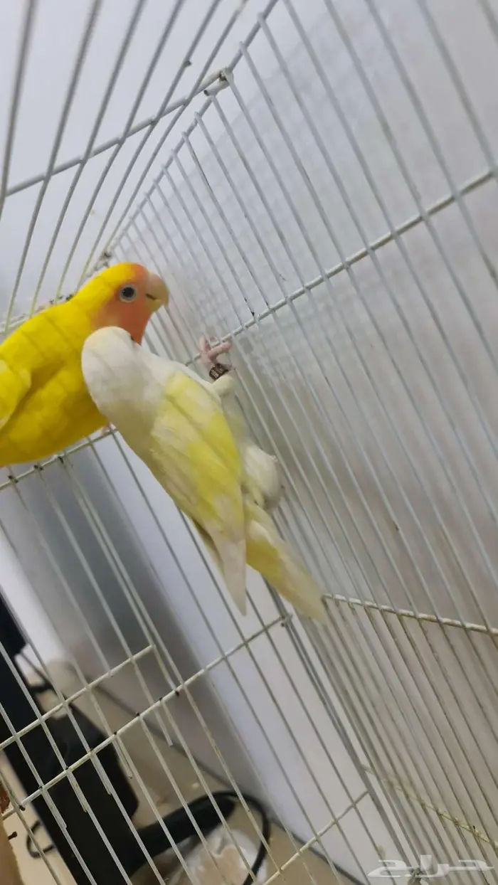 روز متزاوج بياض للبيع 3