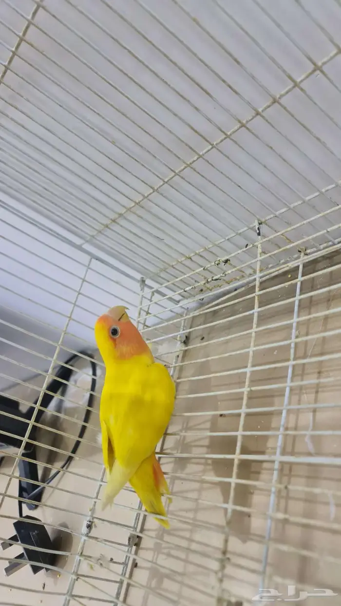 روز متزاوج بياض للبيع 1