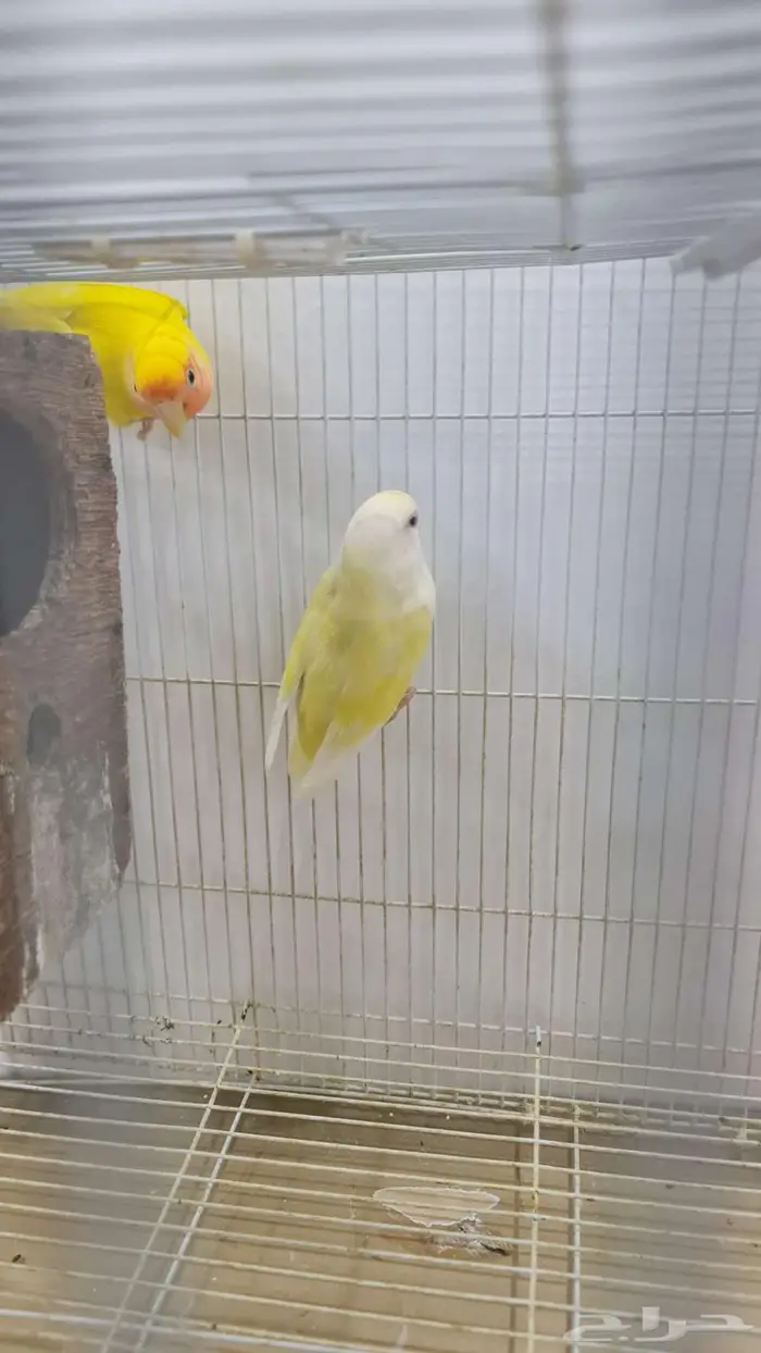 روز متزاوج بياض للبيع 2