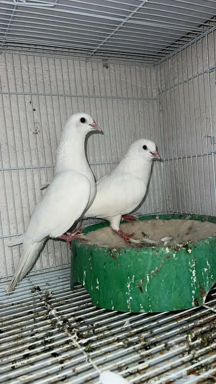 حمام للبيع رقاص و هزاز و صنعاني 0