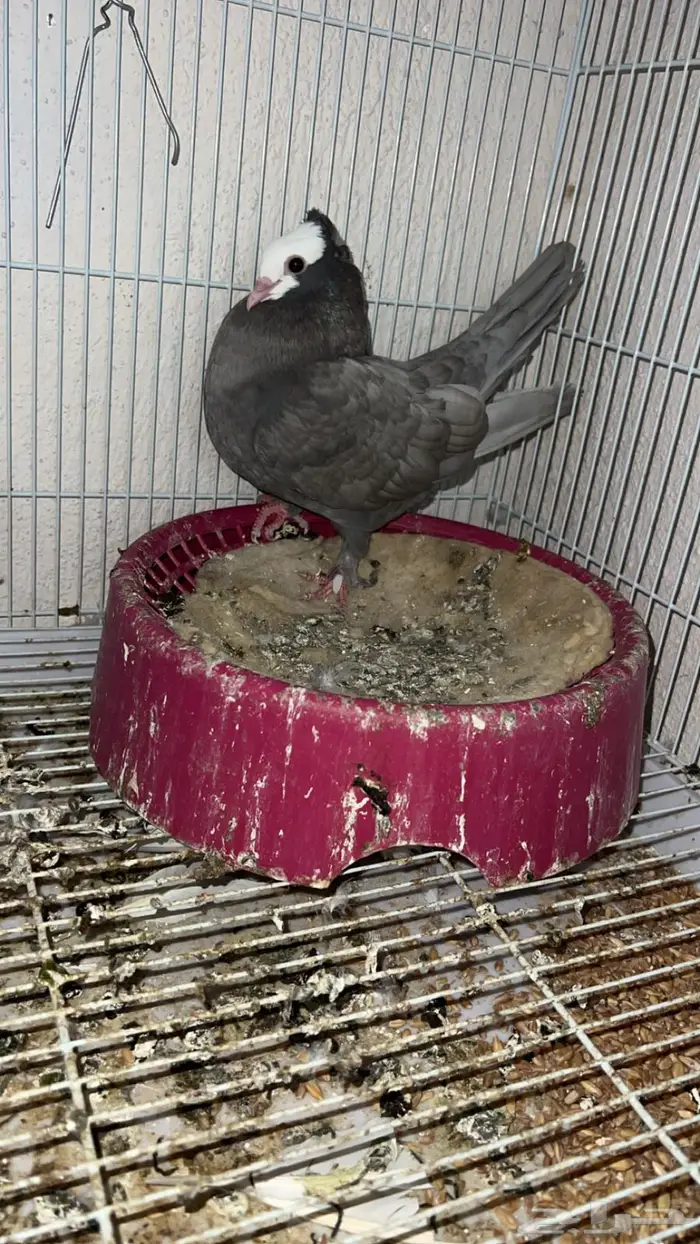 حمام للبيع رقاص و هزاز و صنعاني 5