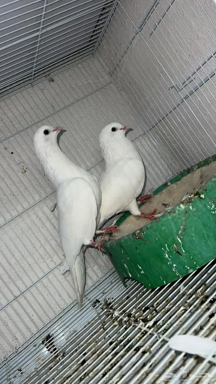 حمام للبيع رقاص و هزاز و صنعاني 1