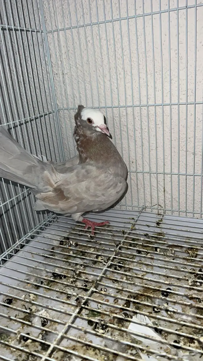 حمام للبيع رقاص و هزاز و صنعاني 4