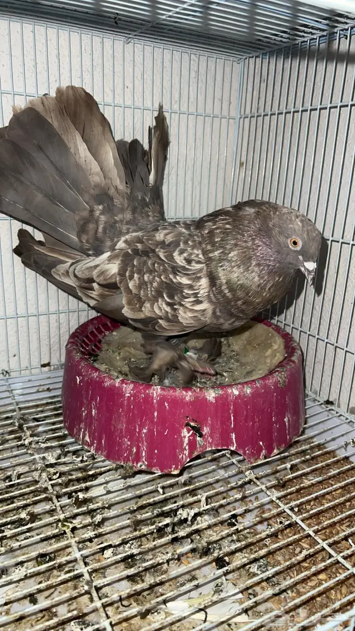 حمام للبيع رقاص و هزاز و صنعاني 2