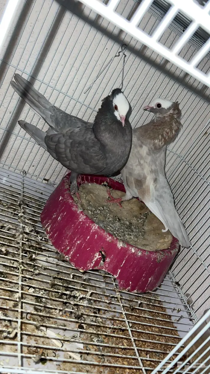 حمام للبيع رقاص و هزاز و صنعاني 7