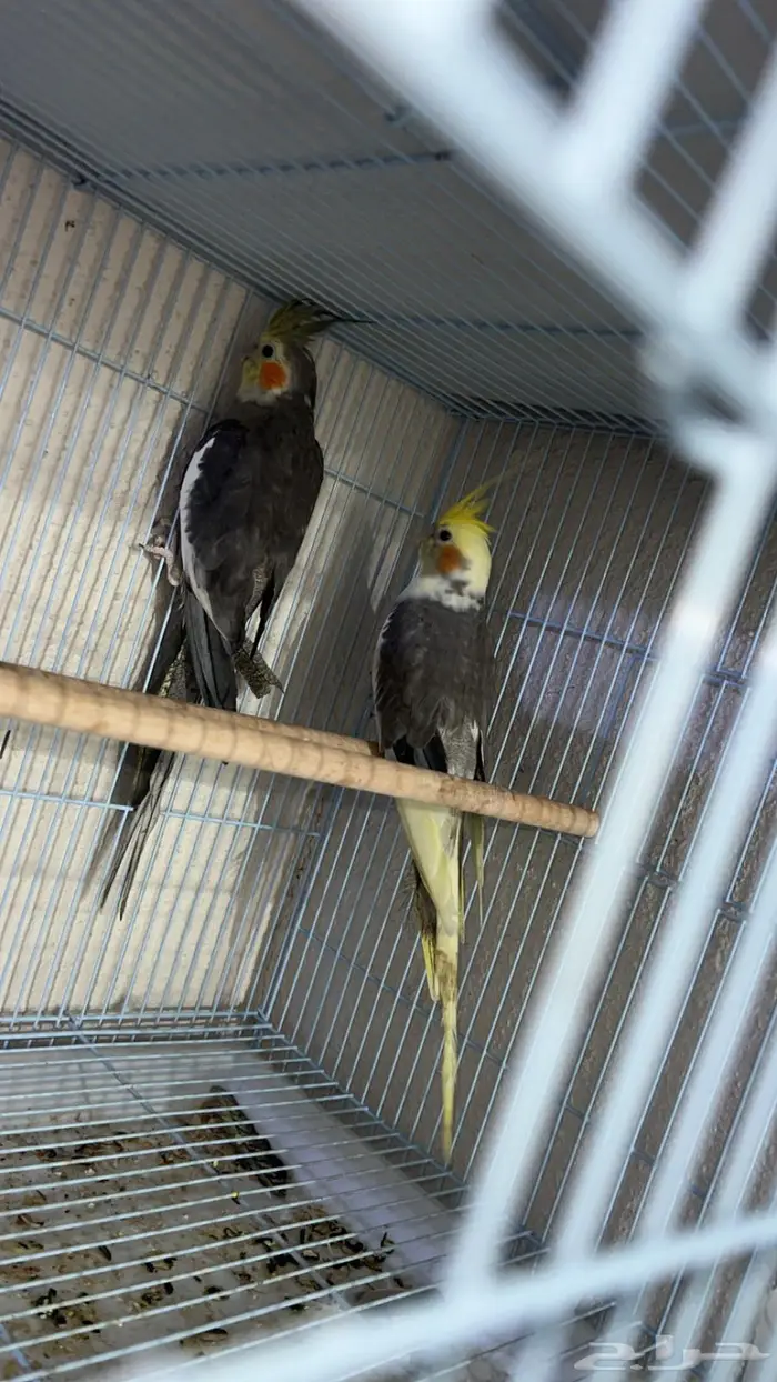 لوري هدد داخلي و أليف ويتكلم وزوج كروان 3