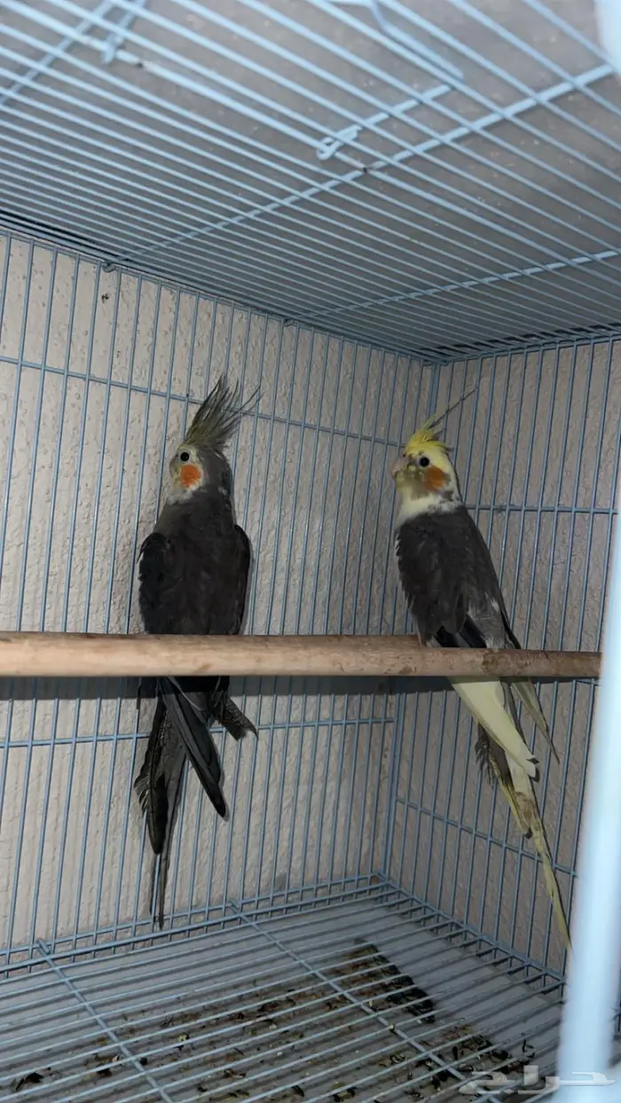 لوري هدد داخلي و أليف ويتكلم وزوج كروان 2