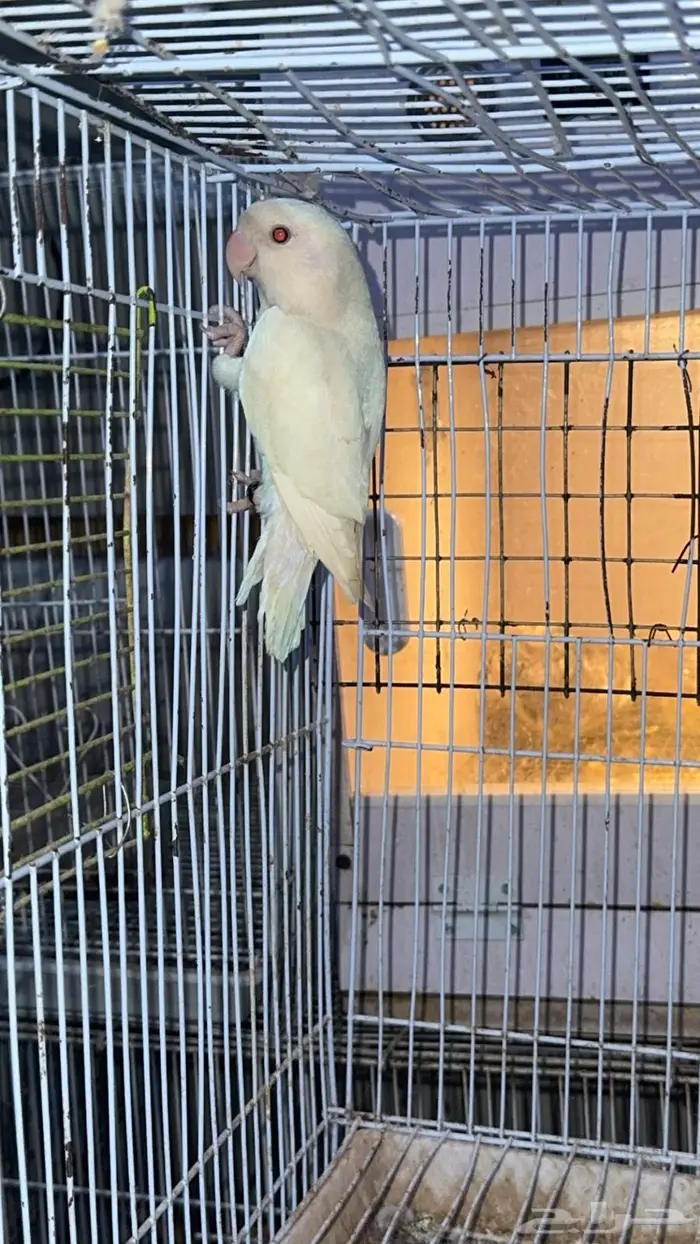 زوج درة هندي منتج وفرده روز البينو 3