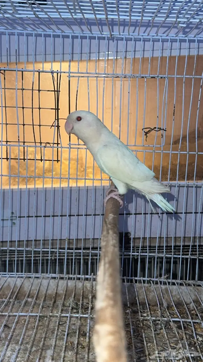 زوج درة هندي منتج وفرده روز البينو 4