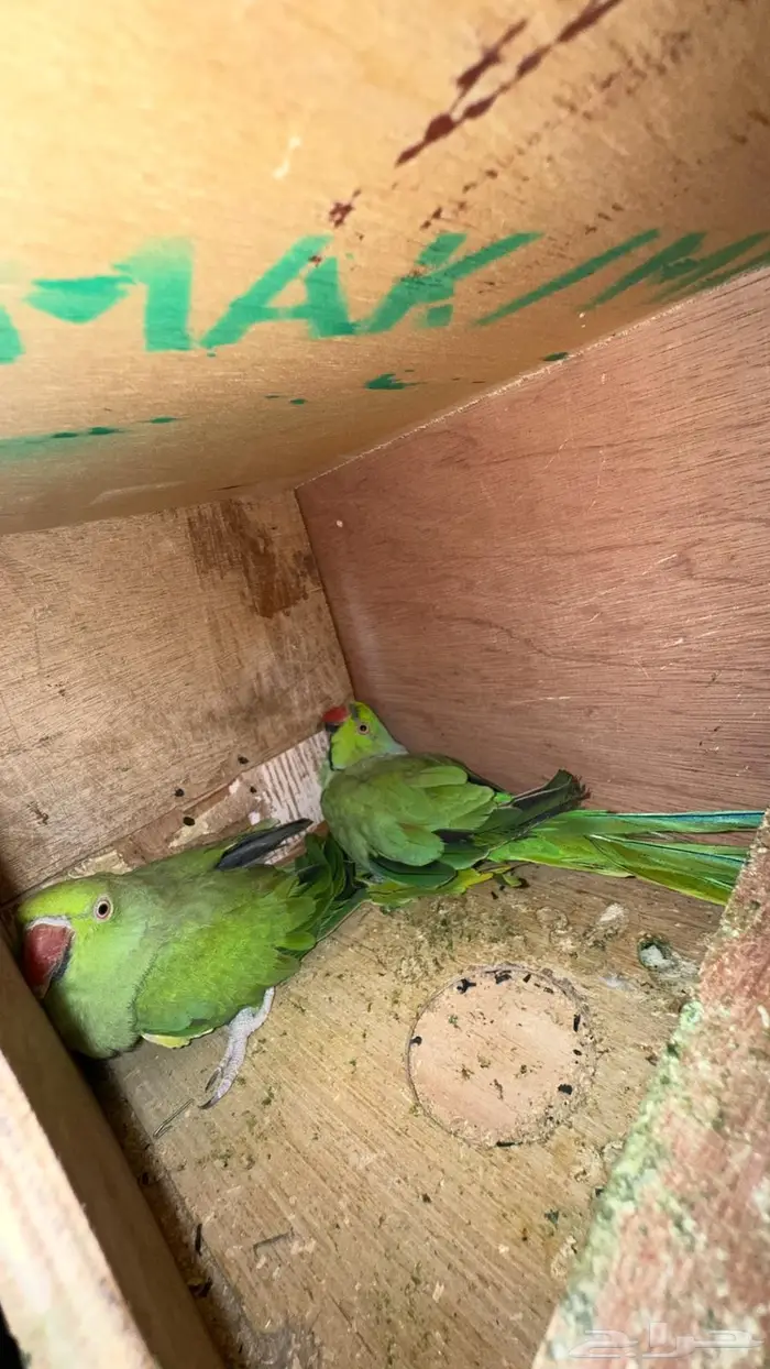 زوج درة هندي منتج وفرده روز البينو 8