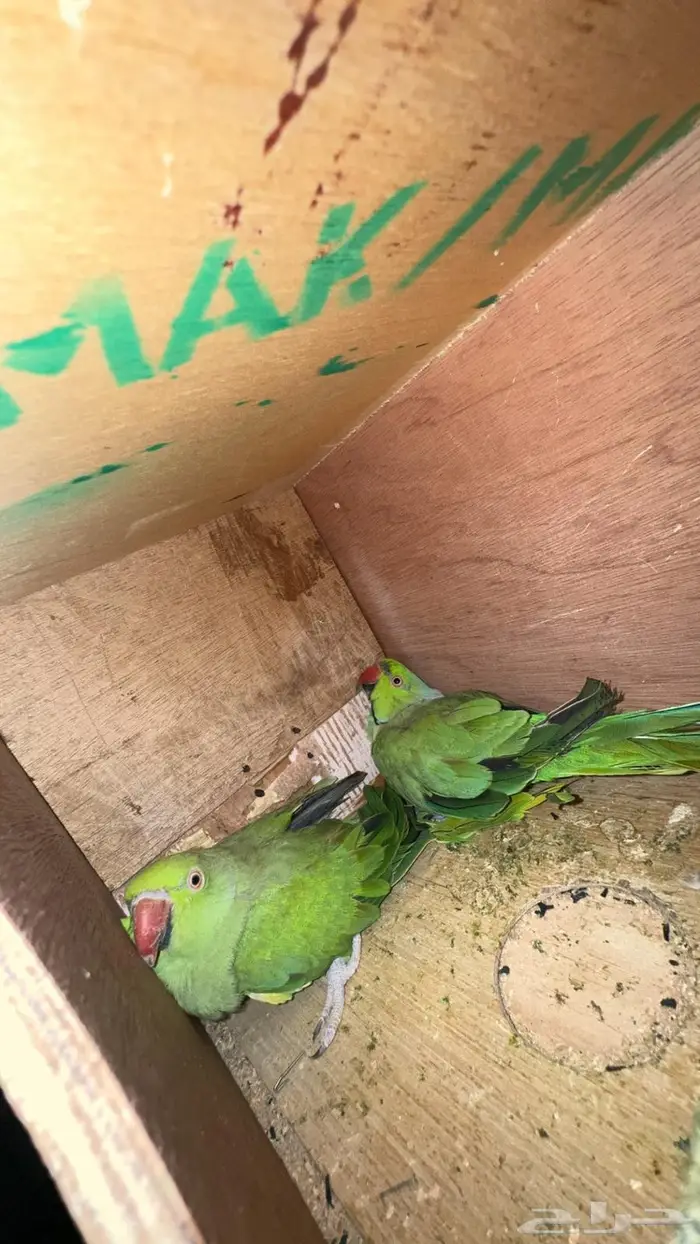 زوج درة هندي منتج وفرده روز البينو 7