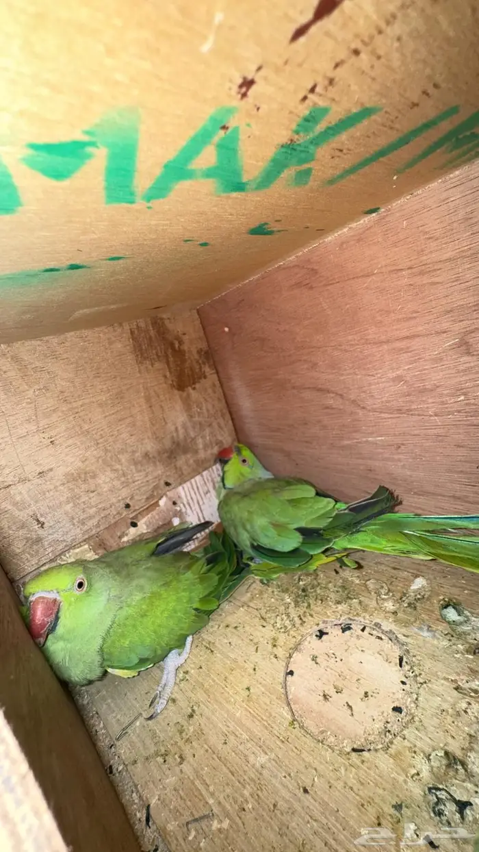 زوج درة هندي منتج وفرده روز البينو 6