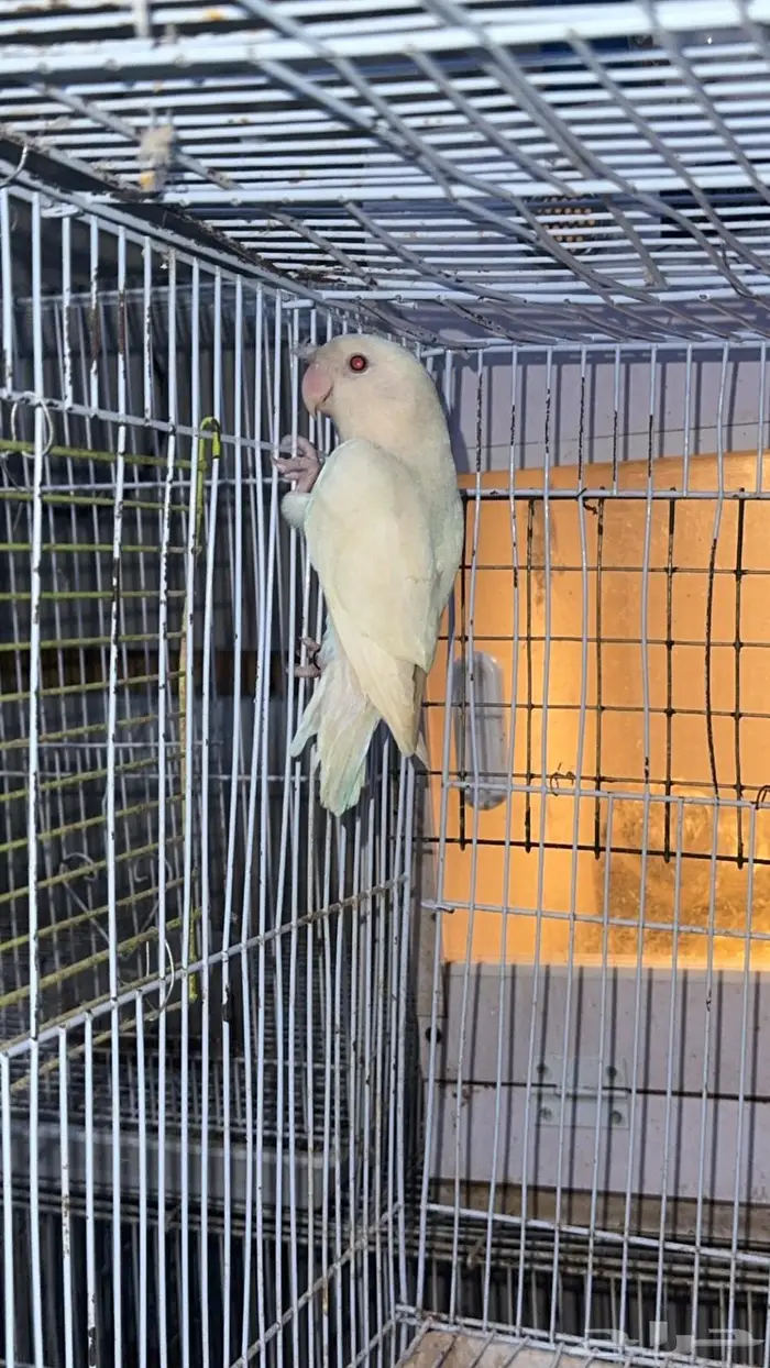 زوج درة هندي منتج وفرده روز البينو 2