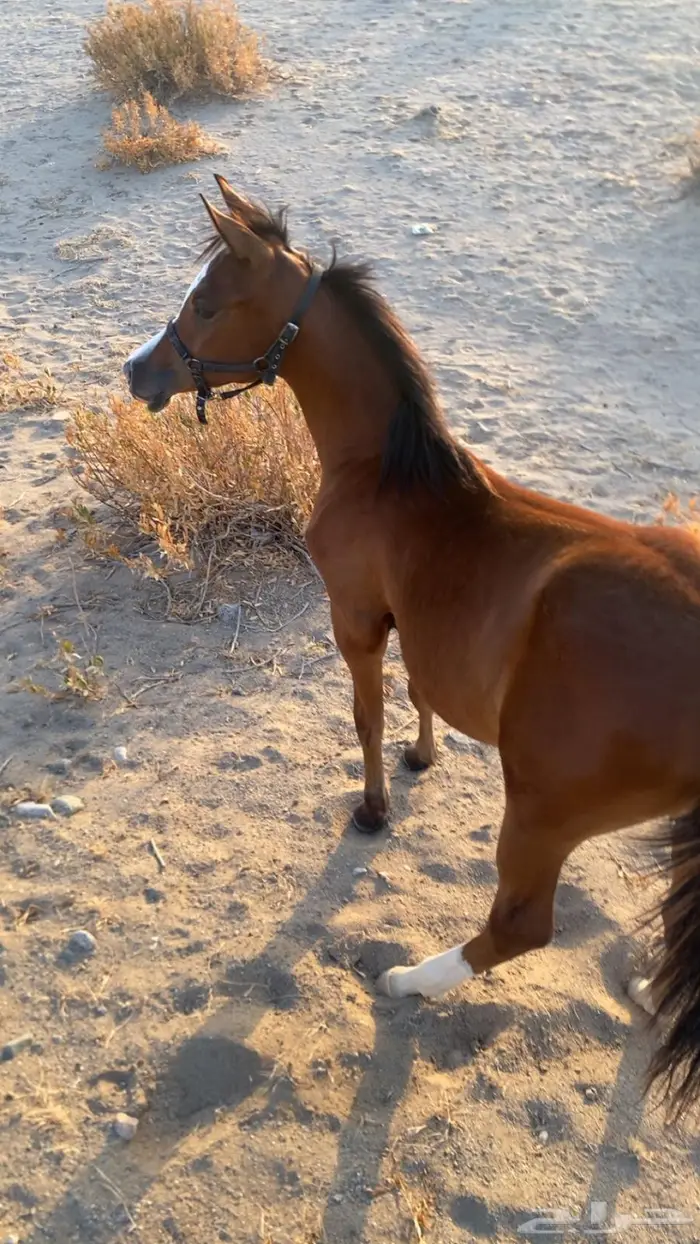 مهره واهو فخرة 1