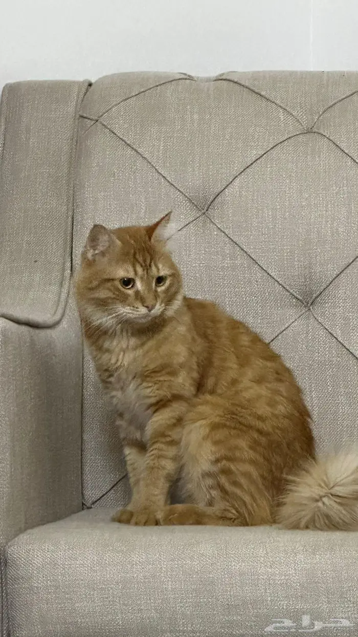 قط ضائع في تبوك البوادي 1