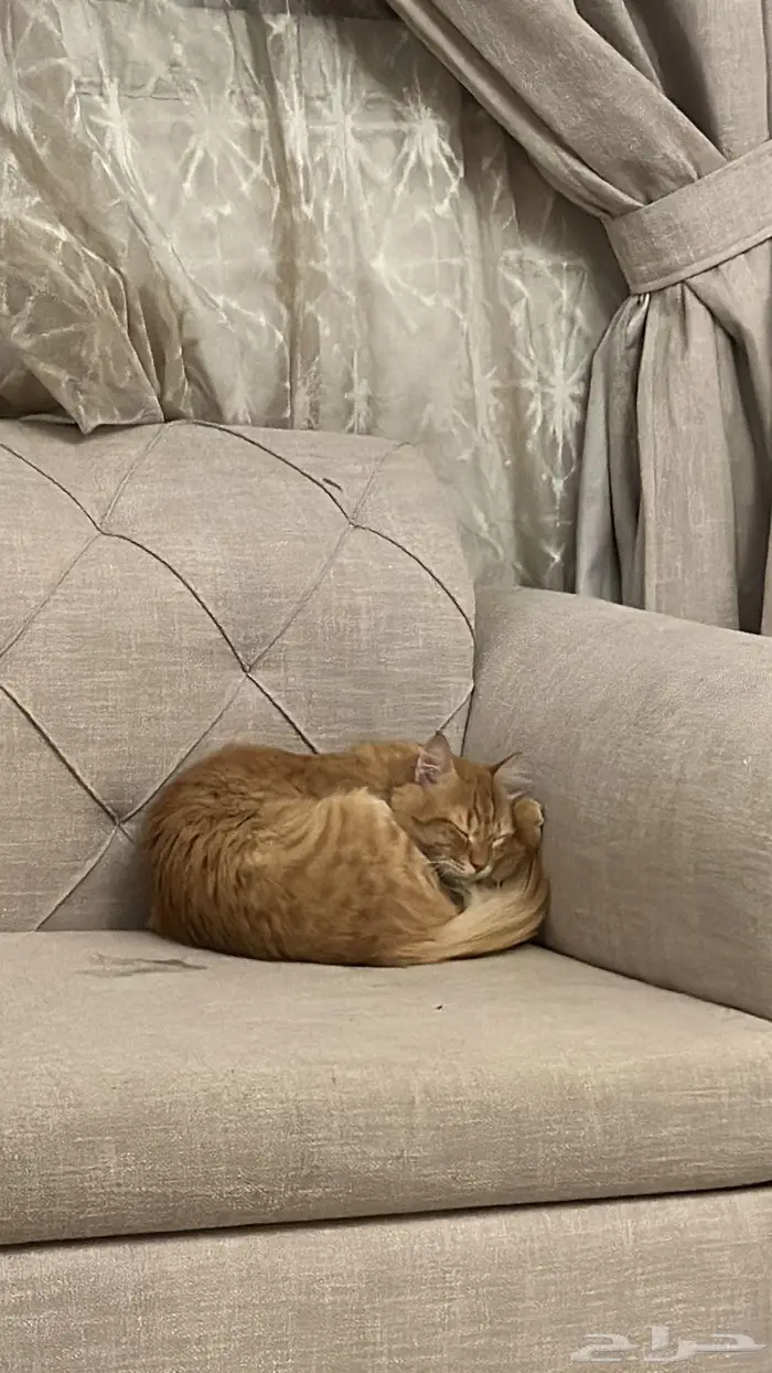 قط ضائع في تبوك البوادي 0