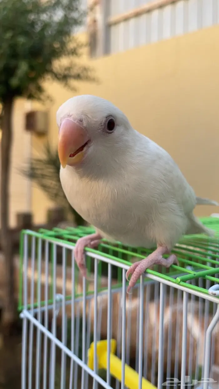 فرخ روز البينو مفطوم وهدد واليف مع قفص والالعاب 0