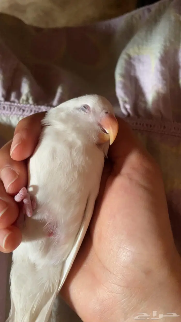 فرخ روز البينو مفطوم وهدد واليف مع قفص والالعاب 1