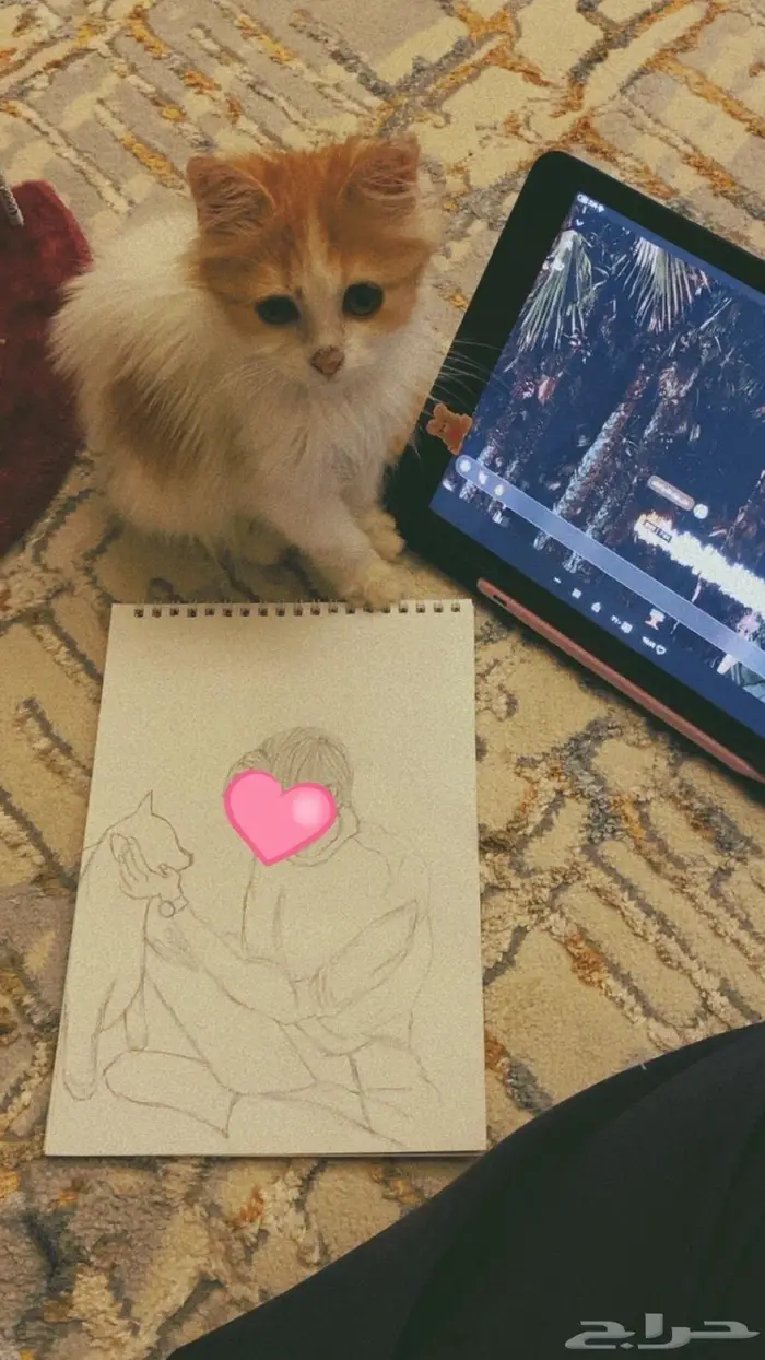 قطه انثى عمرها 8 - 9 شهور بيع مستعجل بي مبلغ رمزي 3