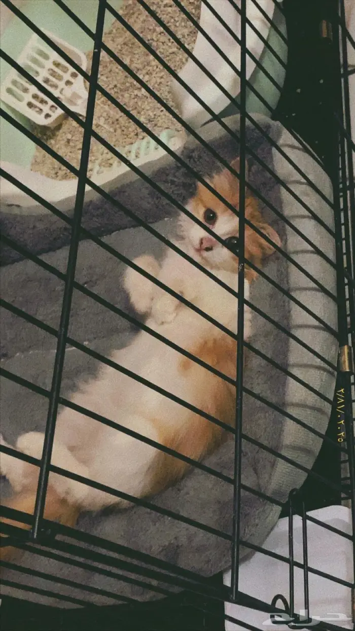 قطه انثى عمرها 8 - 9 شهور بيع مستعجل بي مبلغ رمزي 0