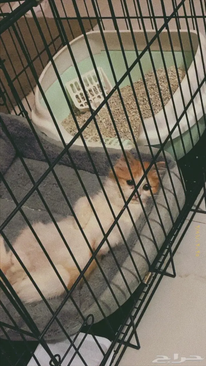 قطه انثى عمرها 8 - 9 شهور بيع مستعجل بي مبلغ رمزي 1