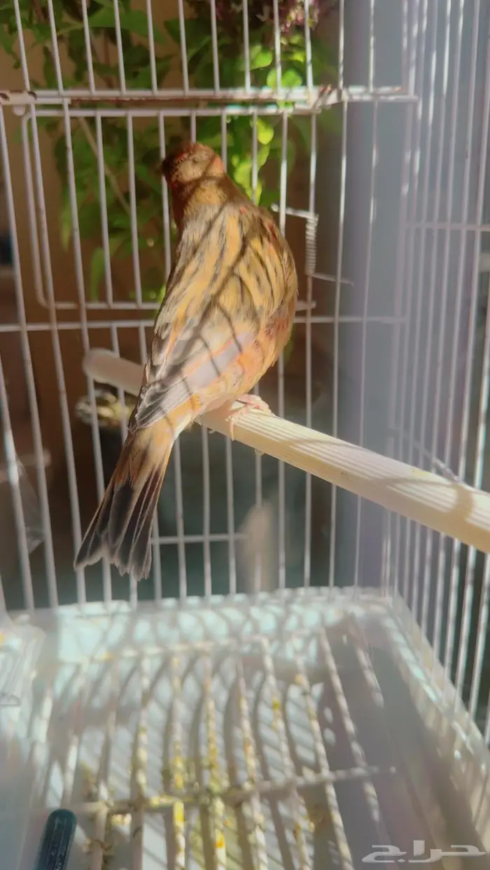 عرض الليوم فقط كناري تغريد نار 150 ريالا 0