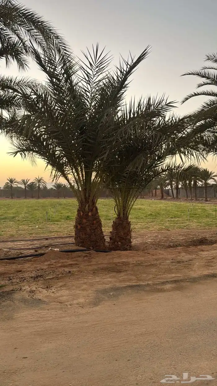 للبيع نخل رطاب نجران 2