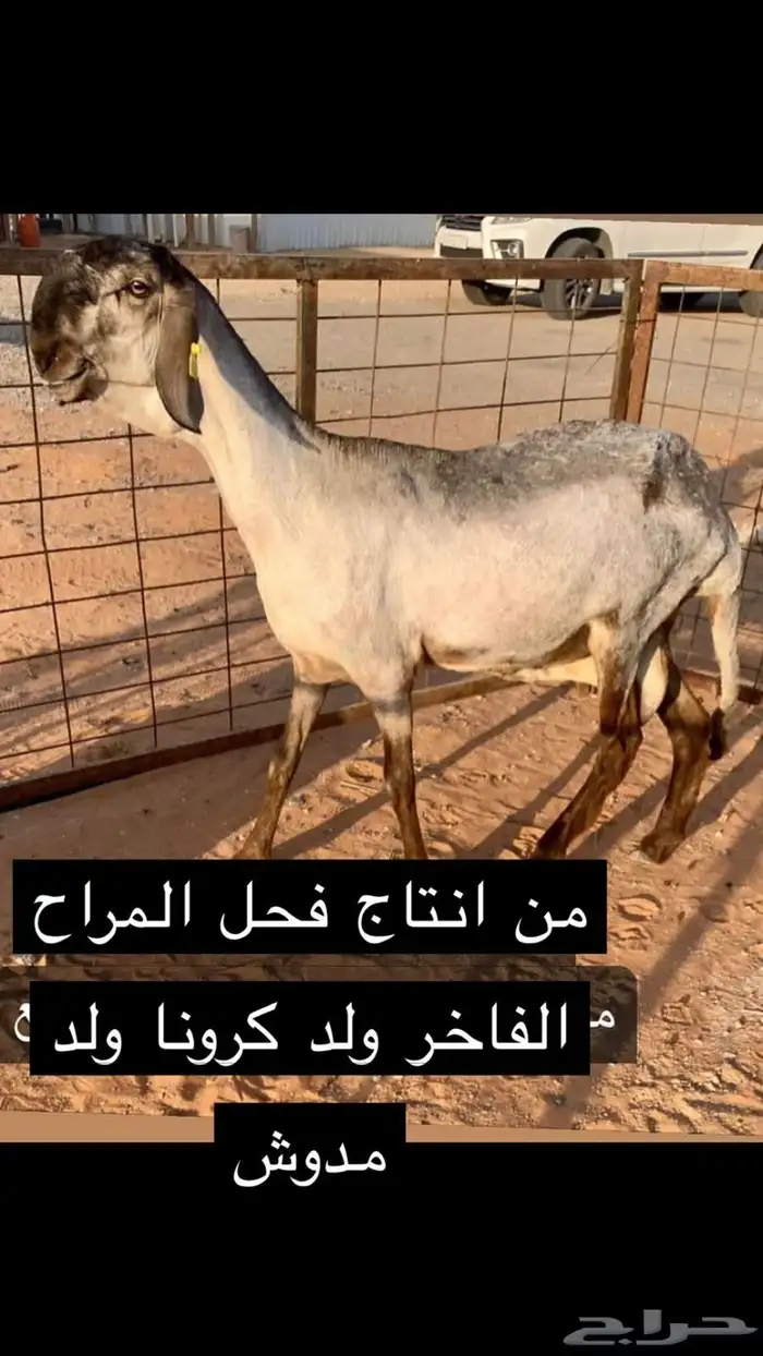 فحل ساكني خصم 3
