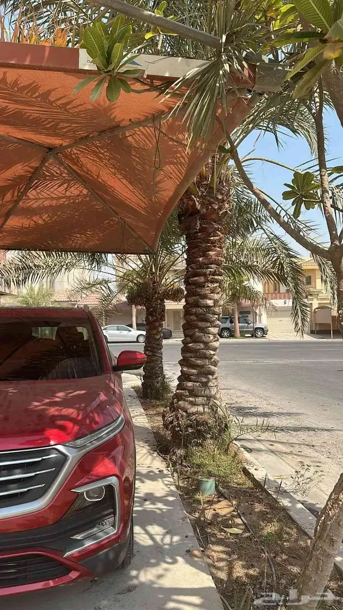 ابوياسين لبيع جميع انواع النخيل البلدي والواشنطن والفسيل 1