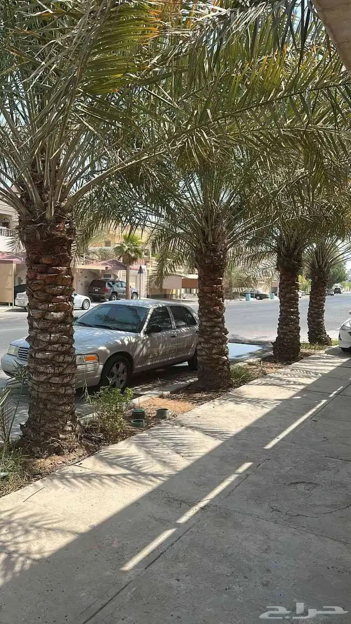 ابوياسين لبيع جميع انواع النخيل البلدي والواشنطن والفسيل 0
