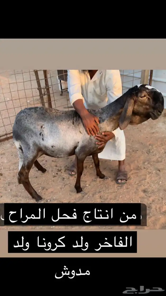 فحل ساكني خصم 2