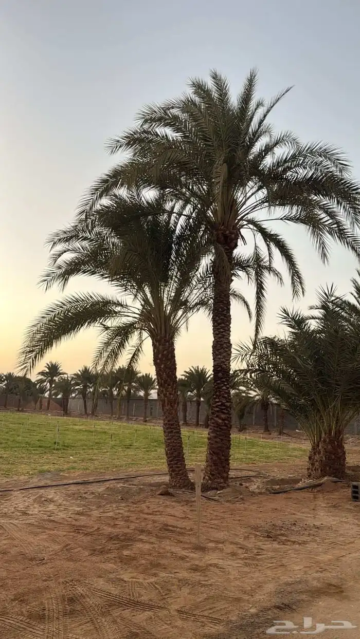 للبيع نخل رطاب نجران 3