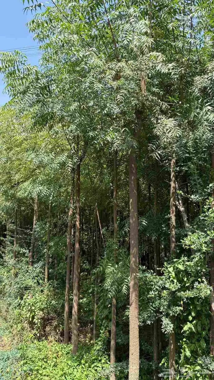 مشاتل الدمام تنسيق حدائ 5