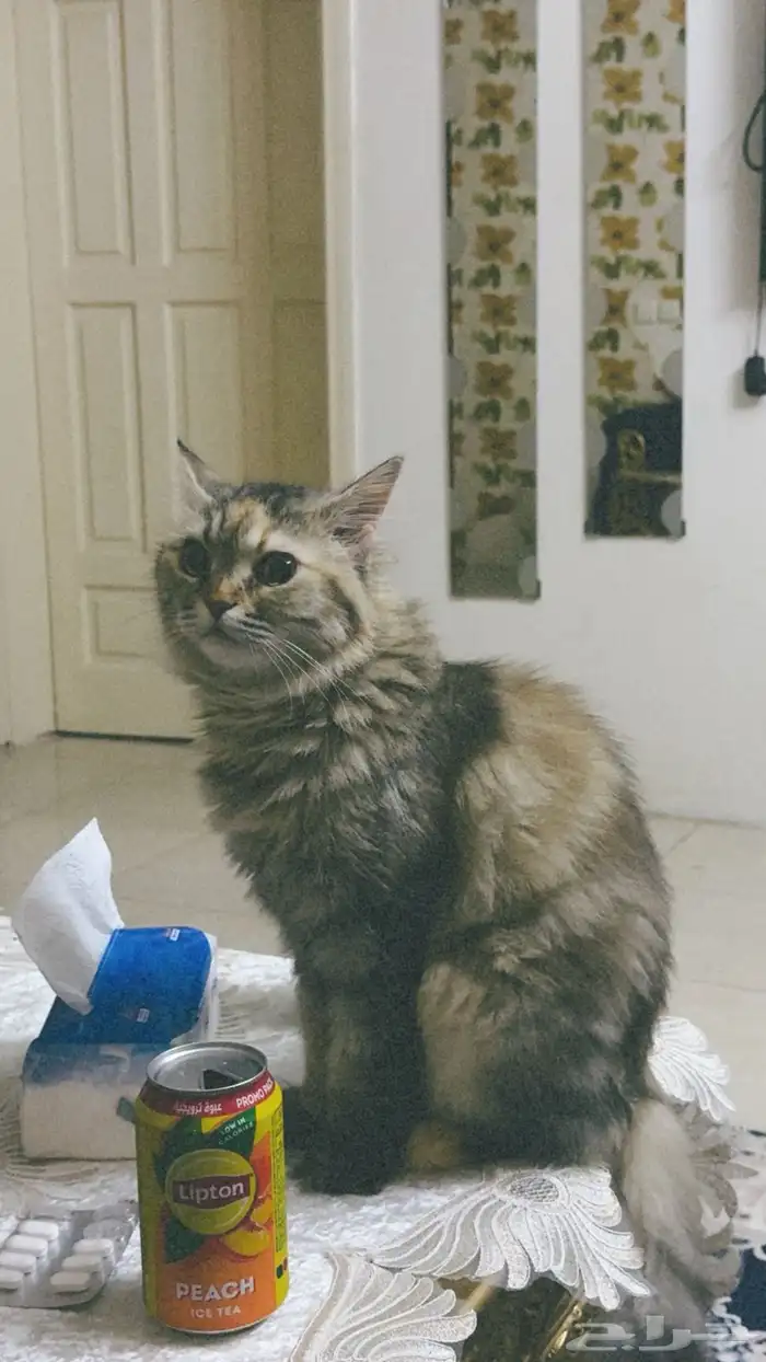 قطه انثى للتبني مطعمه 3