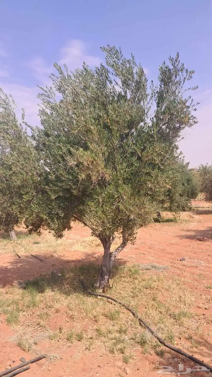 شجر درجه اولا 7