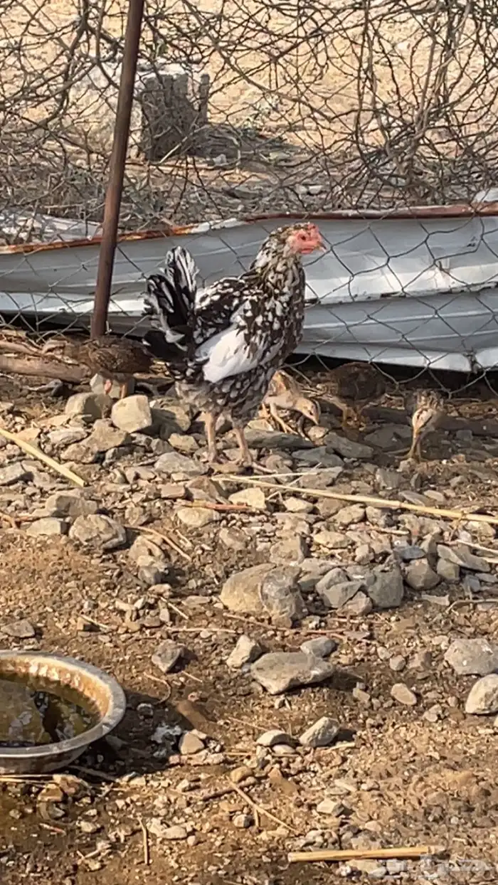 دجاج بلدي مفرخ 2