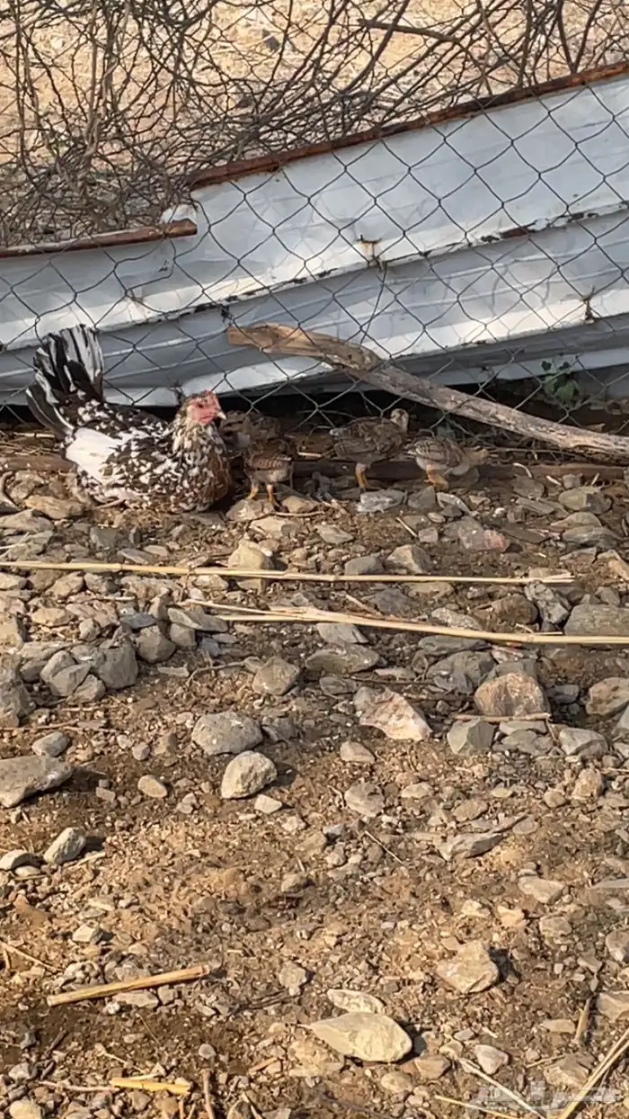 دجاج بلدي مفرخ 4